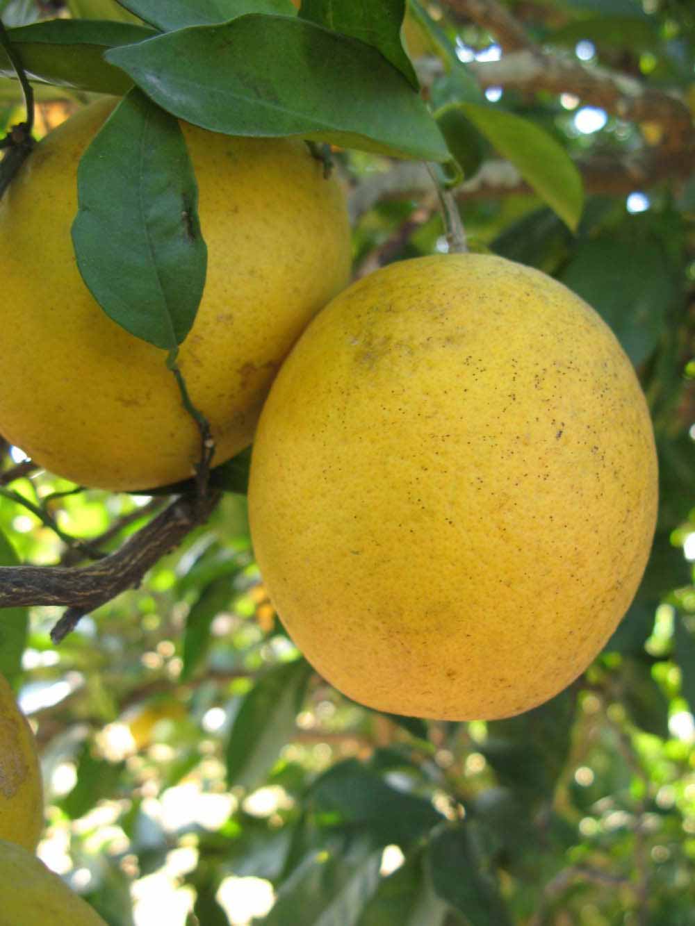              Fruit (Winter Haven, FL)       